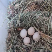 مرغ تخم گذار جوجه تخم مرغ نطفه دار