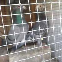 کبوترپلاکی