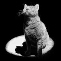 بچه گربه پیدا شده