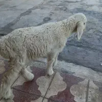 بره دوماهه هفت میلیون ودویست