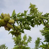 فروش باغ در خوش آب و هوا ترین منطقه جوشقان|فروش خانه و ویلا|میمه, |دیوار