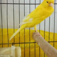 قناری سوپر کشیده بلند نر بخوان|پرنده|رشت, جهاد|دیوار