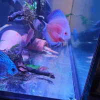 ماهی دیسکس و بلک نئون|ماهی|رشت, گلسار|دیوار