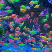 ماهی کالر رنگی ۳تا۴ سانت