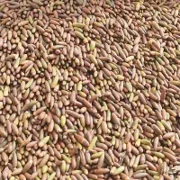 بلوط تازه زاگرس، دیگه آخراشه