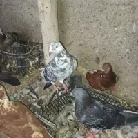 کفتر پلاکی ایرانی پاکستانی جمله|پرنده|بند زرک, |دیوار