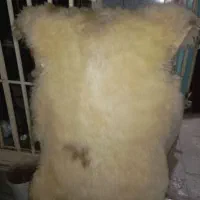 پوست|پادری|تهران, مخصوص|دیوار