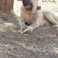 واگذاری توله سرابی|سگ|خلخال, |دیوار