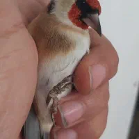 سهره های سوا شده نرو ماده|پرنده|تبریز, |دیوار