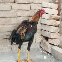 خروس. لاری