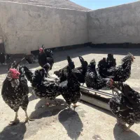 تخم مرغ گلین|حیوانات مزرعه|اصفهان, شاهزاده ابراهیم|دیوار