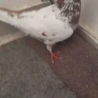 گبوتر|پرنده|تبریز, |دیوار