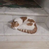 واگذاری گربه شناسنامه دار