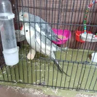 عروس هلندی|پرنده|پاکدشت, پاکدشت (مامازند)|دیوار