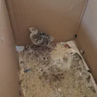2 عدد جوجه بوقلمون برنز و بوربون