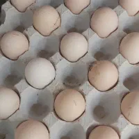 تخم مرغ ۲ زرده
