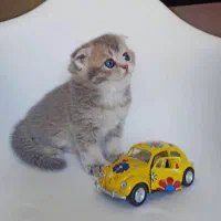 شهر گربه های اسکاتیش اشرافی|گربه|کرمانشاه, |دیوار