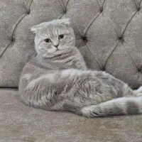 گربه اسکاتیش فولد