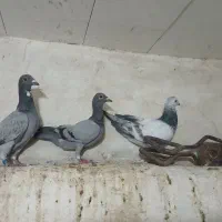 کبوتر|پرنده|فیروزآباد (فارس), |دیوار