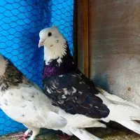 کفتر کبوتر شازده هما سرور آتشی چاپی اطلسی کاکلی