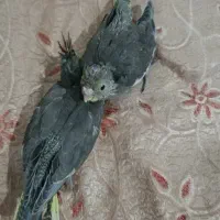 3جفت عروس با جوجه و قفس و لانه