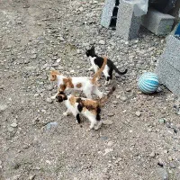 واگذاری بچه گربه|گربه|لولمان, |دیوار