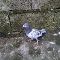 کبوتر آس|پرنده|رشت, پسیخان|دیوار