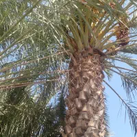 بریدن انواع درختان ایستاده|خدمات باغبانی و درختکاری|هندیجان, |دیوار