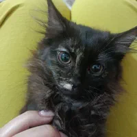 بچه گربه پرشین