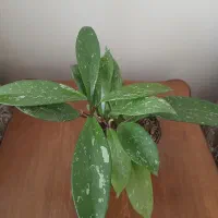 انجیری و پتوس و...|گل و گیاه طبیعی|مراغه, |دیوار