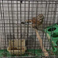 با سلام/سهره سینه سرخ نر|پرنده|قزوین, |دیوار