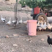 غاز و قوغاز