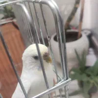 جفت مرغ عشق رینبو|پرنده|کرج, شهرک پردیسان|دیوار