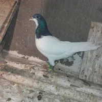 جفت شصطی نروماده|پرنده|تاکستان, |دیوار