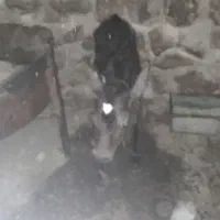 فروش هشت عدد ماده گاو درجه یک