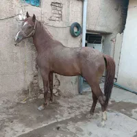 اسب نریان