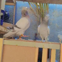 کفتر جفتی|پرنده|شیراز, کفترک|دیوار