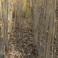 فروش صنوبر.قلمه کشاورزی نیگرا.تبریزی|گل و گیاه طبیعی|خوی, |دیوار