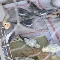 عروس هلندی|پرنده|ملکشاهی, |دیوار