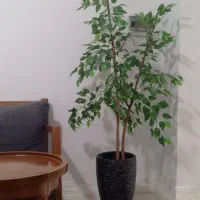 درختچه مصنوعی بنجامین