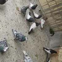 کبوتر رنگی و دورگ|پرنده|شوش, |دیوار