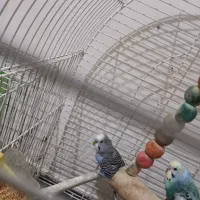 مرغ عشق|پرنده|پرند, فاز ۴|دیوار