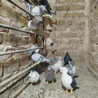کفتر