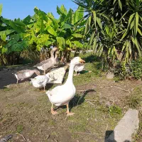 غوقاز وغاز دورگ نر موجوده