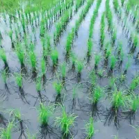 ۳۰۰۰متر زمین کشاورزی فروشی|فروش دفتر صنعتی، کشاورزی، تجاری|لیسار, |دیوار