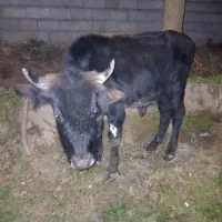 گاو نر دورک