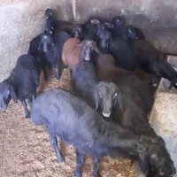 بره نر|حیوانات مزرعه|نقده, |دیوار