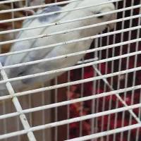 جفت کوتوله برزیلی|پرنده|مشهد, کارمندان دوم|دیوار