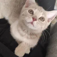 گربه