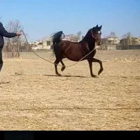 مادیان عرب درشور و کره قار کهر